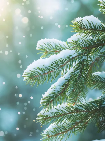 Senteur Sapin Givré