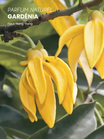 Boutique NOHAM | Huile de Beauté Gardénia - Le Massage