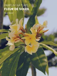 Boutique NOHAM | Huile de Beauté Fleur de Soleil - Le Massage