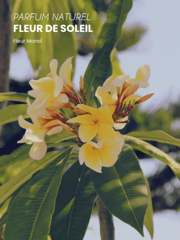 Boutique NOHAM | Huile de Beauté Fleur de Soleil - Le Massage