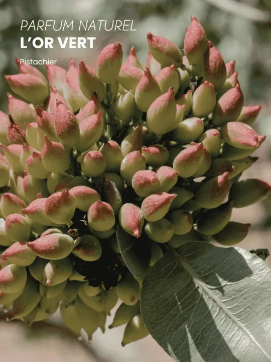 Boutique NOHAM | Huile de Beauté L’Or Vert - Le Massage