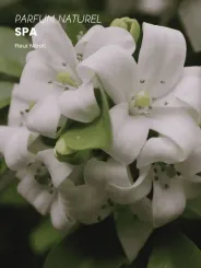 Boutique NOHAM | Huile de Beauté Spa - Le Massage