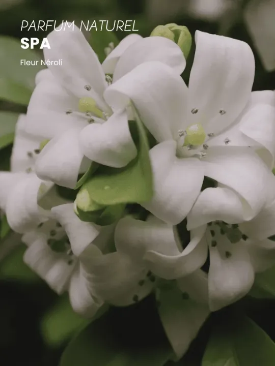 Boutique NOHAM | Huile de Beauté Spa - Le Massage