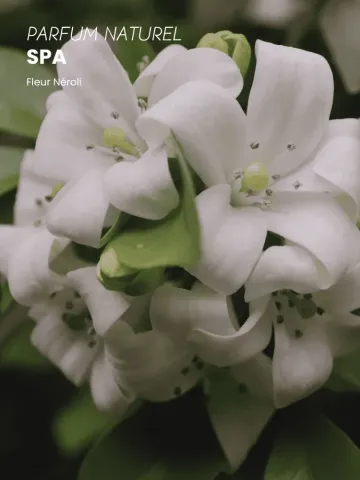 Boutique NOHAM | Huile de Beauté Spa - Le Massage