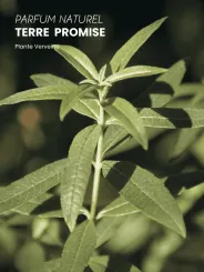 Boutique NOHAM | Huile de Beauté Terre Promise - Le Massage