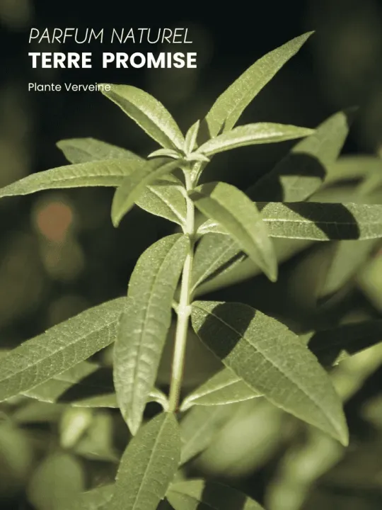 Boutique NOHAM | Huile de Beauté Terre Promise - Le Massage