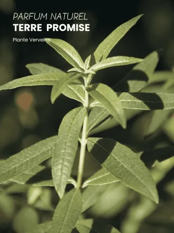 Boutique NOHAM | Huile de Beauté Terre Promise - Le Massage