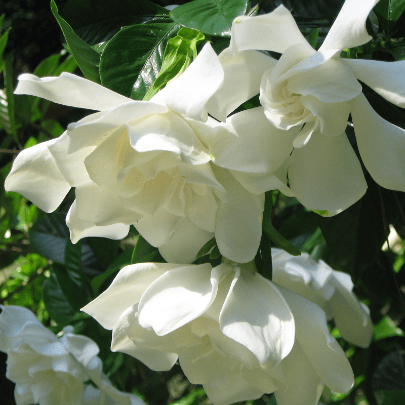 Duo Parfumé 