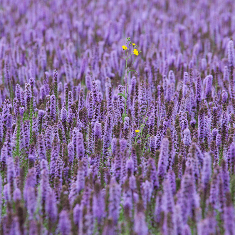Duo Parfumé 